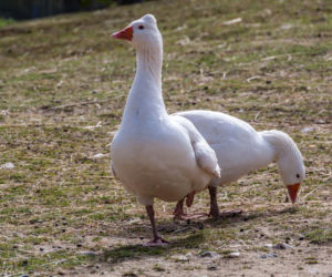 Gęś romańska