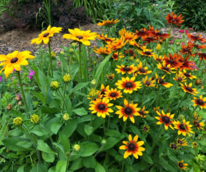 Rudbekia owłosiona