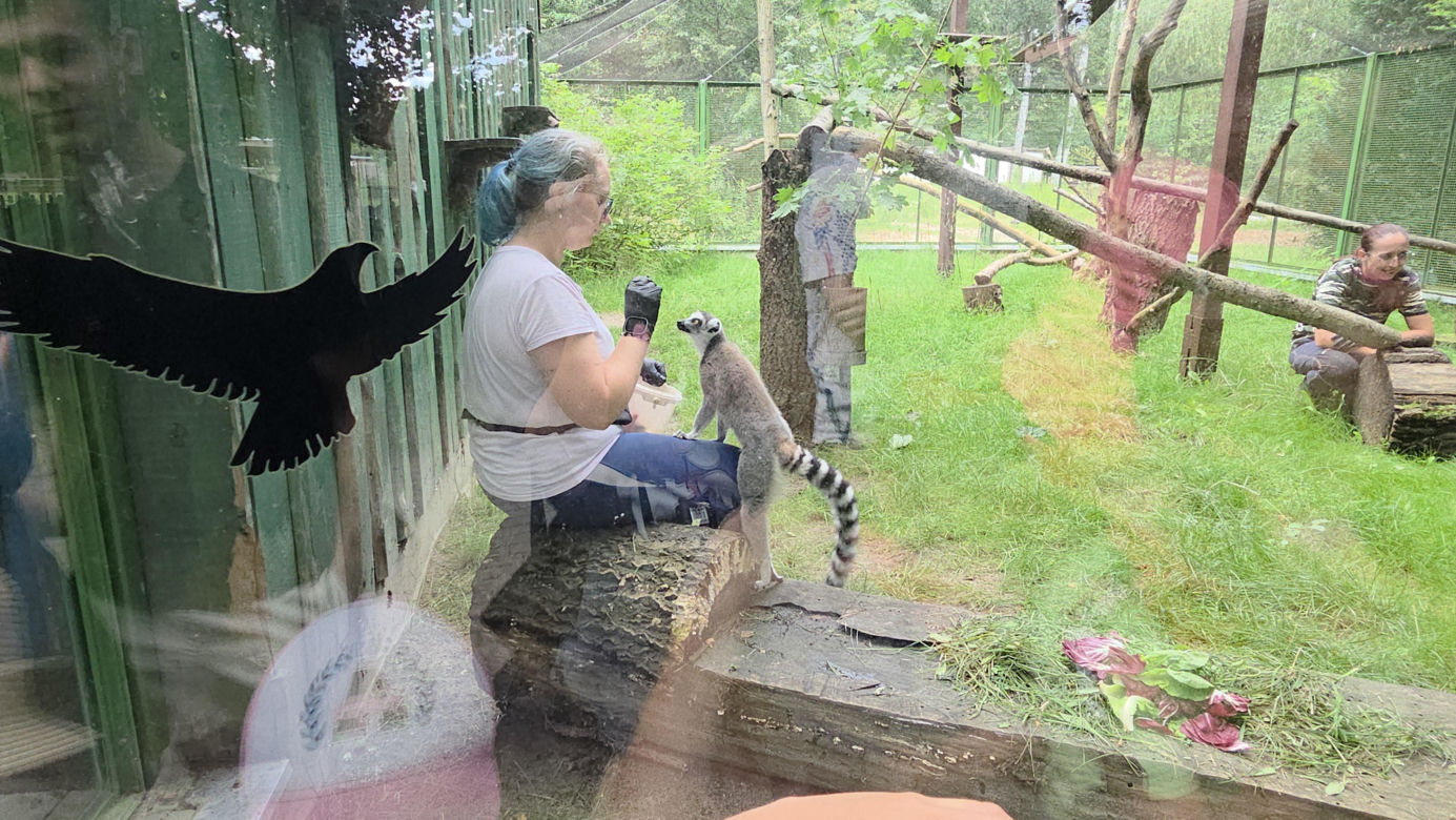 Pokazowe karmienie w myślęcińskim zoo to prawdziwy hit! Sprawdziliśmy to na miejscu