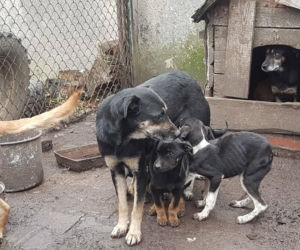 Interwencja OTOZ Animals w Suchym Dębie