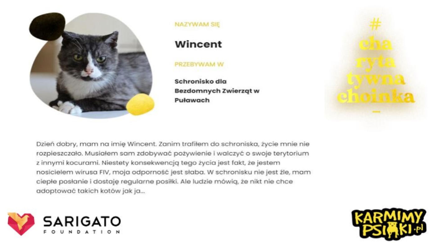 Charytatywna Choinka dla bezdomnych psów i kotów. Każdy może pomóc!
