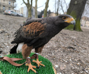 Drapieżniki w akcji: gawrony płoszone w leszczyńskim parku