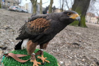 Drapieżniki w akcji: płoszą gawrony w leszczyńskim parku