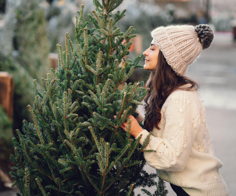 Tanie choinki od leśników. Kiedy rusza sprzedaż w Nadleśnictwie Olsztyn? 