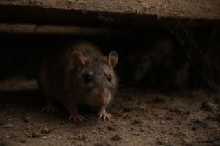 Szczury opanowały kamienicę w centrum miasta. Hodowla influencerki wymknęła się spod kontroli