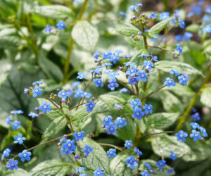 Brunnera wielkolistna