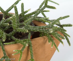 Erythrorhipsalis