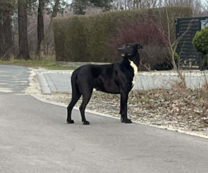 Porzucony czworonóg został już odnaleziony. Udało się także namierzyć właściela