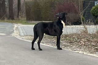 Porzucony czworonóg został już odnaleziony. Udało się także namierzyć właściela