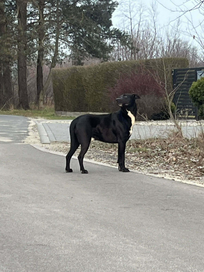Porzucony czworonóg został już odnaleziony. Udało się także namierzyć właściela
