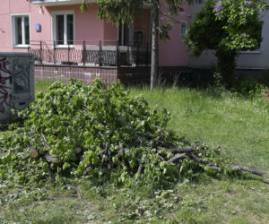 Wycinka drzew na Mokotowie. Mieszkańcy zbulwersowani, tramwajarze uspokajają