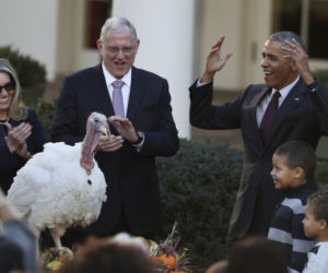 Obama i indyk