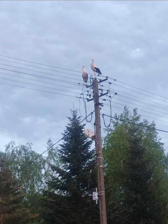 Bociany wygrały z elektrownią