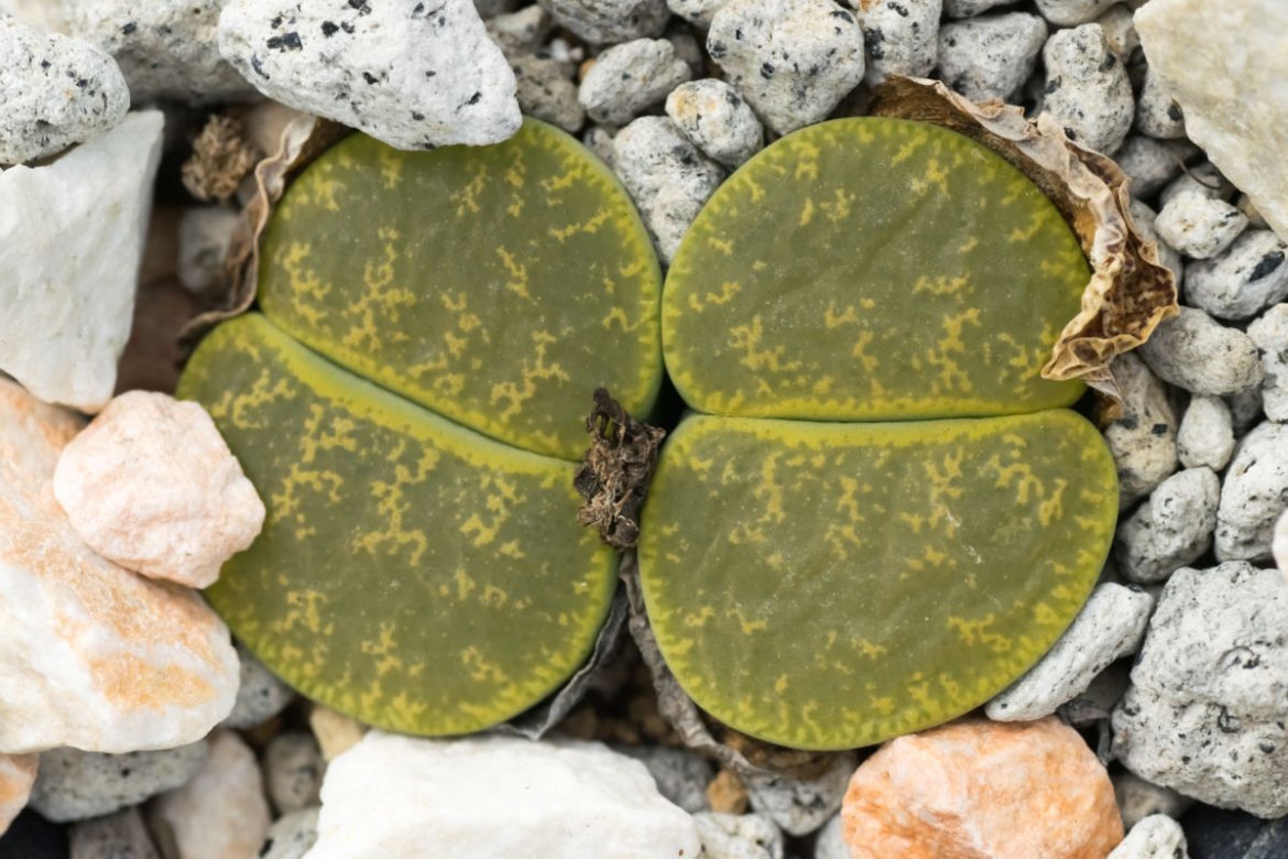 Lithops