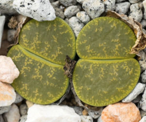 Lithops
