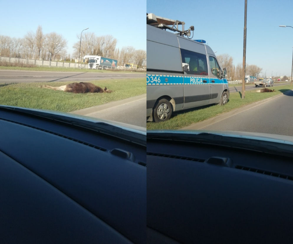 Wypadek z udziałem łosia na al. Witosa