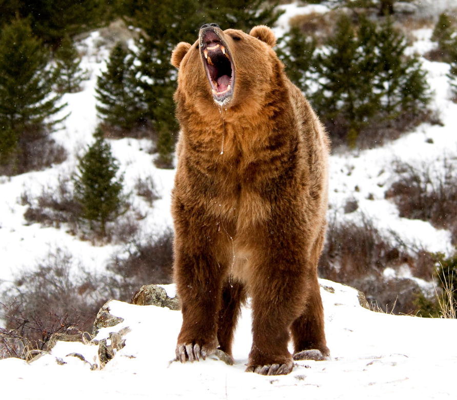 Grizzly chciał zjeść mi nogę