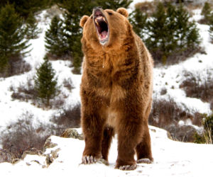 Grizzly chciał zjeść mi nogę
