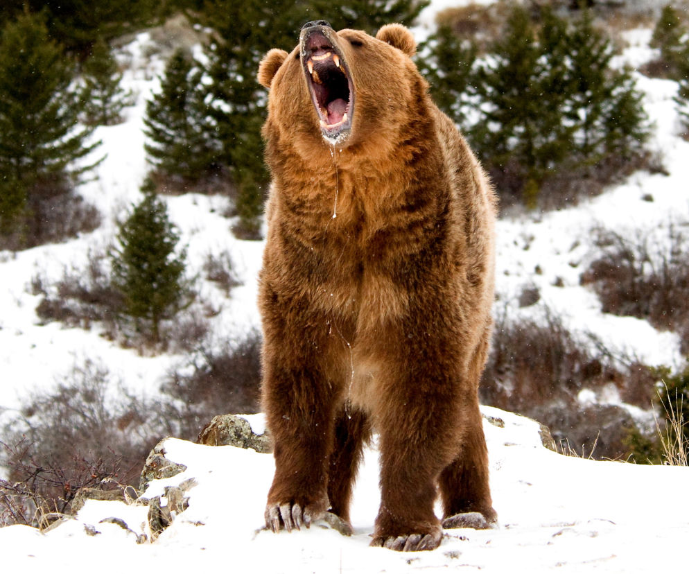 Grizzly chciał zjeść mi nogę