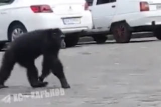 Z zoo w Charkowie uciekła szympansica. Nie chciała wracać, ale gdy zaczęło padać... przyszła po kurtkę! [WIDEO]
