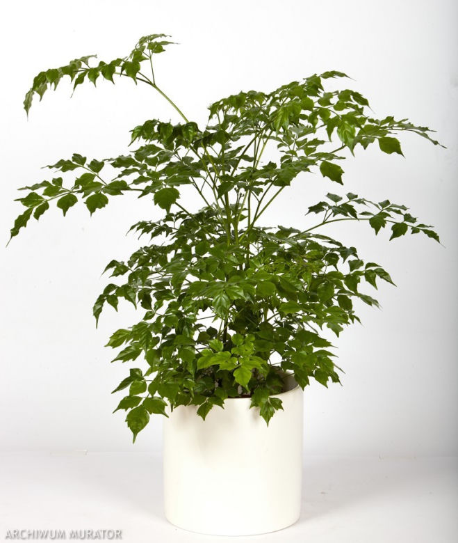 Rademachera