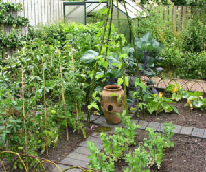 Warzywnik Katarzyna Bellingham