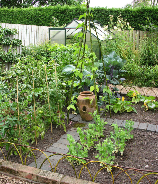 Warzywnik Katarzyna Bellingham