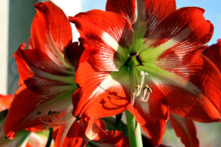 Zwartnica - Hippeastrum
