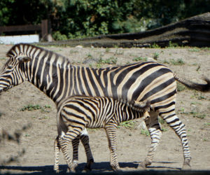 Zebra Chapmana