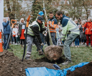 Oby rósł 100 lat! Dąb czerwony na jubileusz 100-lecia PCK