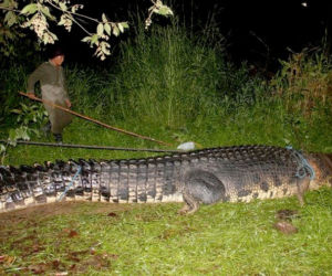 Filipiny: Krokodyl GIGANT złapany 