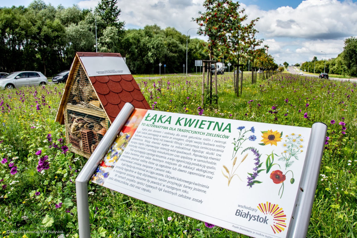Łąki kwietne w Białymstoku