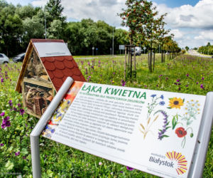 Łąki kwietne w Białymstoku