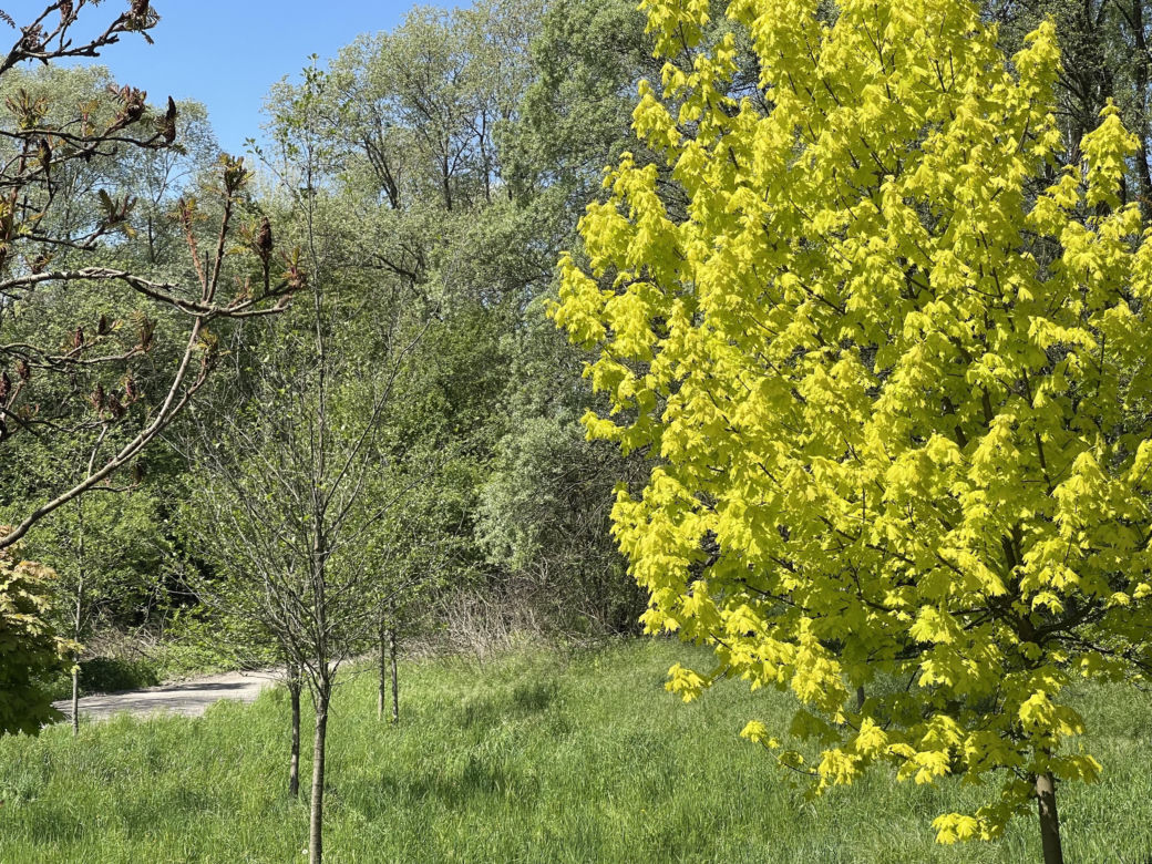 Najdłuższy park w Polsce jest w Krakowie. Ledwo widać go na mapach, a jest pełen atrakcji