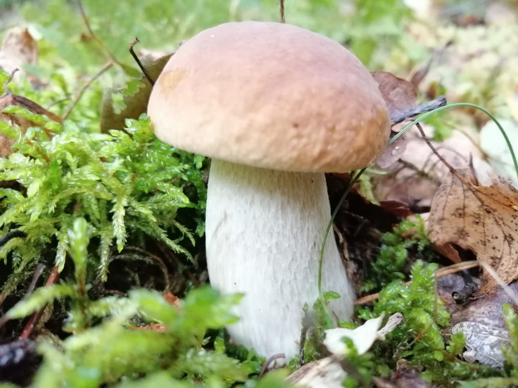 Wielkie grzybobranie w Toruniu i okolicach. Zobaczcie wspaniałe zbiory