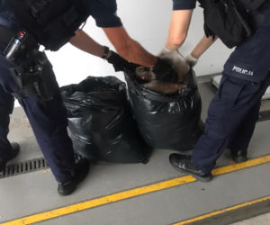Toruń: Akcja policjantów z Bydgoszczy w naszym mieście. Zatrzymali dwóch mieszkańców Malborka