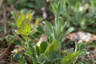 Ukwap dwupienny - Antennaria dioica