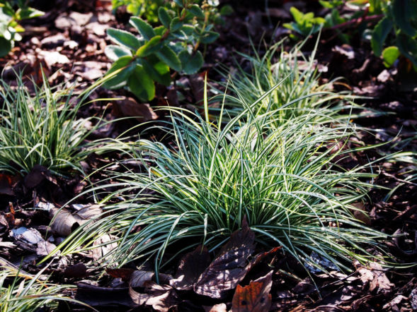 Turzyca ptasie łapki 'Variegata'