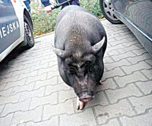 Pościg za świnką recydywistką