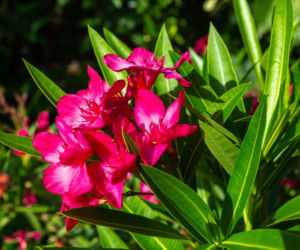 Oleander