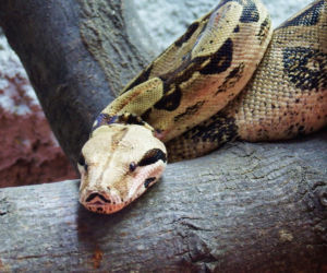 Tak wyglądają zwierzęta mieszkające w śląskim ZOO