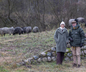 Nie lekarz, nie tabletki – owce! Niezwykła terapia spod Poznania