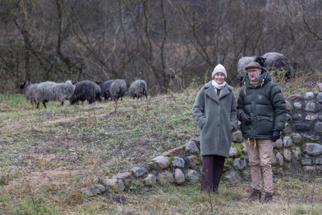 Nie lekarz, nie tabletki – owce! Niezwykła terapia spod Poznania