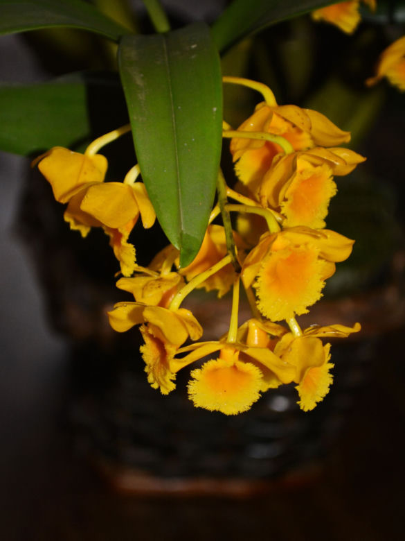 Storczyk Dendrobium