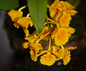 Storczyk Dendrobium