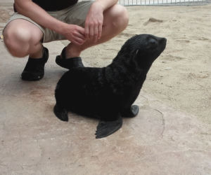 We wrocławskim zoo urodziły się nowe kotiki
