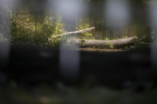 Drzewo zabiło troje ludzi. Prokuratura umorzyła śledztwo, co oburza poszkodowanych?