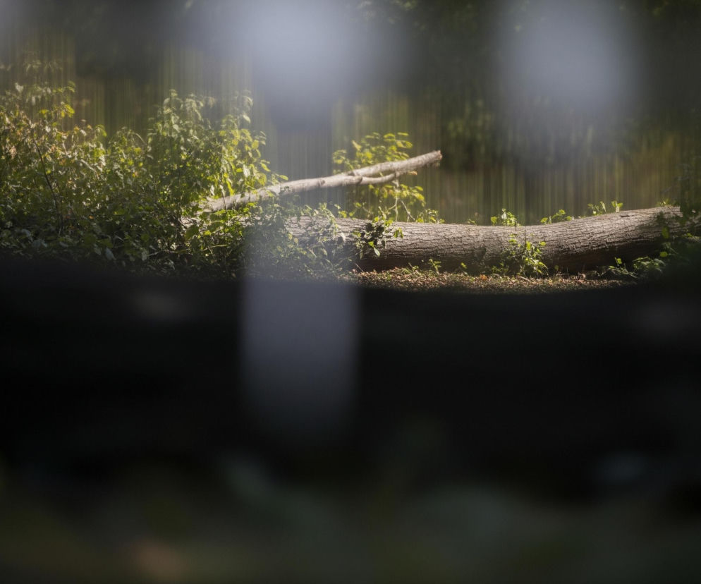 Poziomy pień drzewa, o szarej, wyraźnej korze, leży na ziemi pośrodku obrazu, częściowo pokryty zieloną roślinnością i drobnymi liśćmi. Po obu stronach pnia widać bujne, zielone krzewy, rozświetlone promieniami słońca padającymi z góry i tworzącymi jasne refleksy na liściach. Górna część obrazu przedstawia rozmyte tło lasu, gdzie dominuje ciemna zieleń, a światło przenika przez drzewa, tworząc pionowe smugi i jasne plamy. Dolna jedna trzecia zdjęcia jest w większości zaciemniona i rozmyta, z widocznymi poziomymi ciemnymi pasami, które sugerują przeszkodę na pierwszym planie, przez którą obserwowany jest krajobraz.