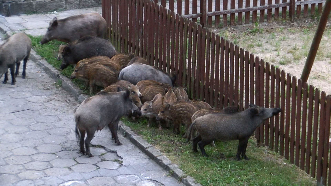 DZIKI ODWIEDZIŁY PLAC ZABAW - INTERWENIOWAŁA STRAŻ POŻARNA.