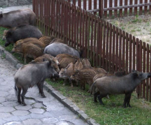 DZIKI ODWIEDZIŁY PLAC ZABAW - INTERWENIOWAŁA STRAŻ POŻARNA.